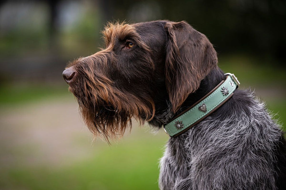 Hund mit braunem, drahtigem Fell trägt ein hellgrünes, dekoratives Halsband namens Alpenherz im Seitenprofil.