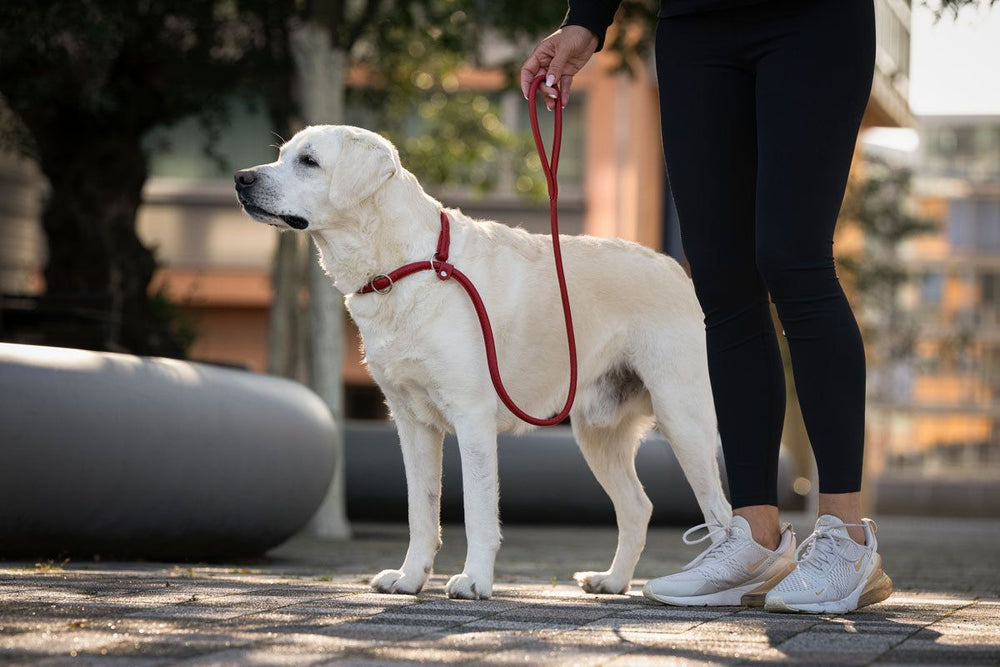 Person führt weißen Labrador an roter Leine in urbaner Umgebung mit schwarzen Leggings und sportlichen Schuhen.