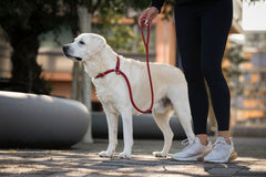 Person führt weißen Labrador an roter Leine in urbaner Umgebung mit schwarzen Leggings und sportlichen Schuhen.