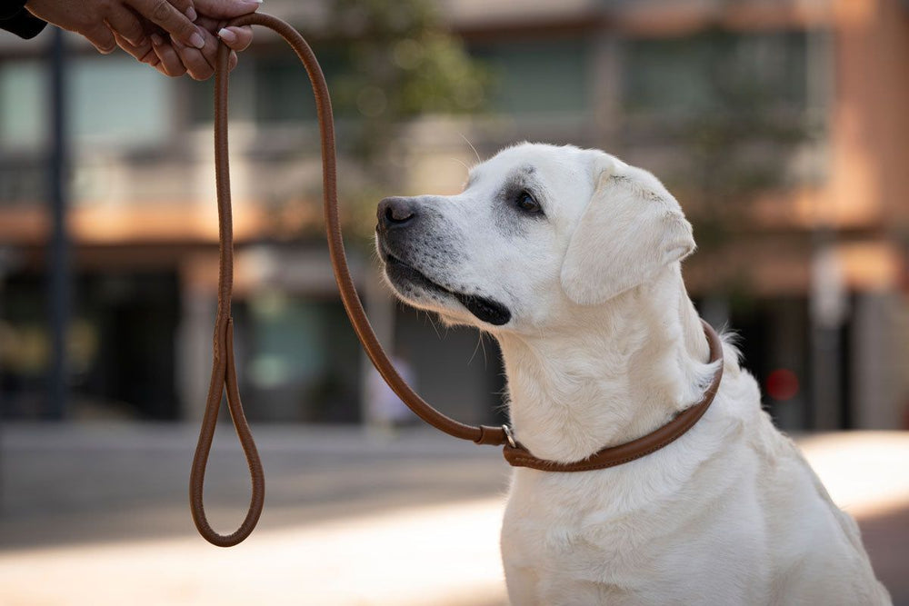 Heller Labrador Retriever sitzt an einer braunen Leine, im Hintergrund unscharfe moderne Gebäude.