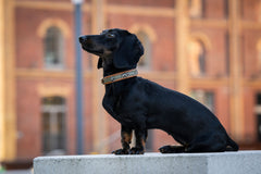 Kleiner Dackel auf Podest mit auffälligem Halsband, vor historischem Hintergrund, aufmerksam und stolz.