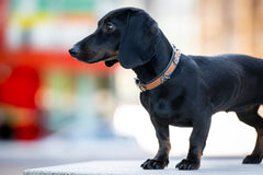 Schwarzer Dackel auf Podest mit braunem Halsband und metallischen Details, unscharfer bunter Hintergrund.