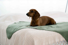 Stilvolle Wendedecke REVERSO in harmonischen Farben, brauner Dackel auf weißer Decke auf einem minimalistisch dekorierten Bett.