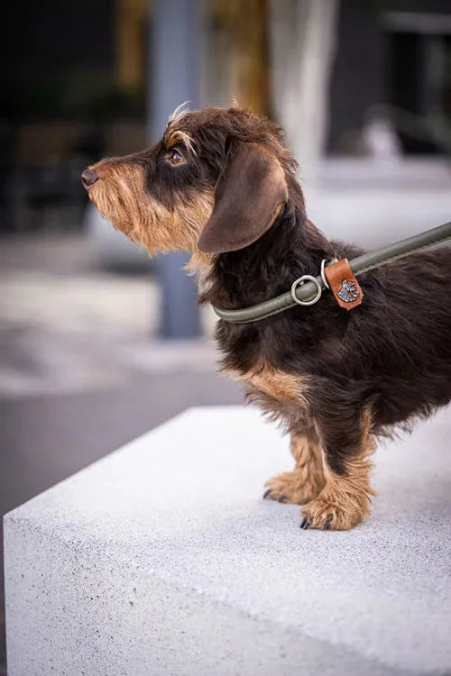 Kleiner brauner Hund mit langen Ohren auf grauer Kante, aufmerksam und angeleint, unscharfer moderner Hintergrund.