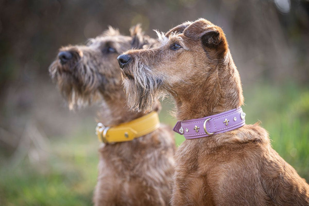 Zwei Hunde mit struppigem Fell, einer in gelbem und der andere in lila verziertem Halsband, sitzen aufmerksam nebeneinander.