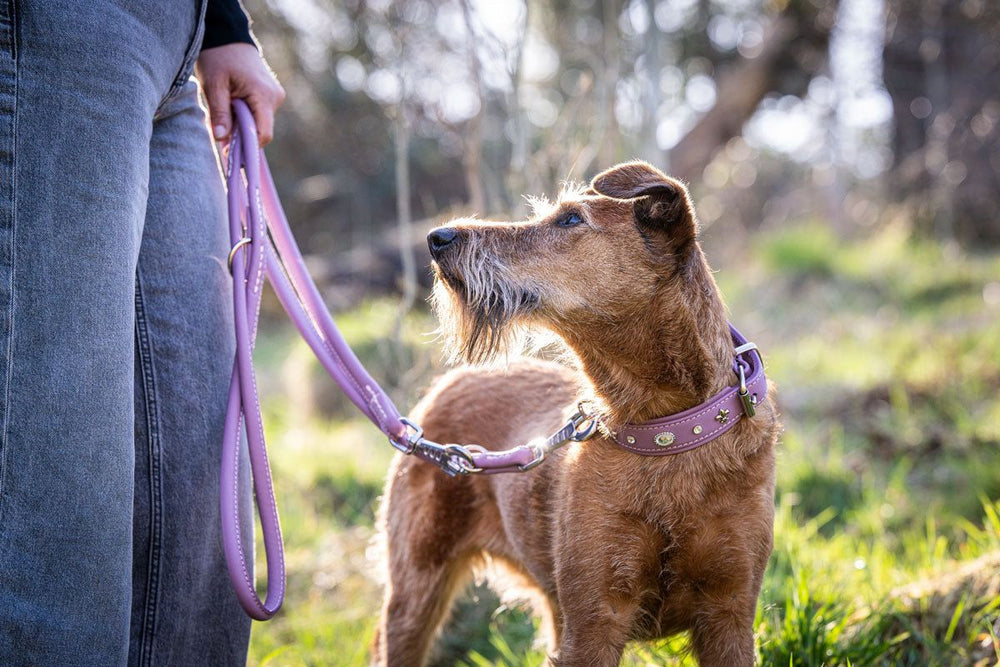 Hund mit rotbraunem Fell trägt lila Halsband und Leine, blickt aufmerksam nach oben, unscharfer Hintergrund aus Bäumen und Wiese.
