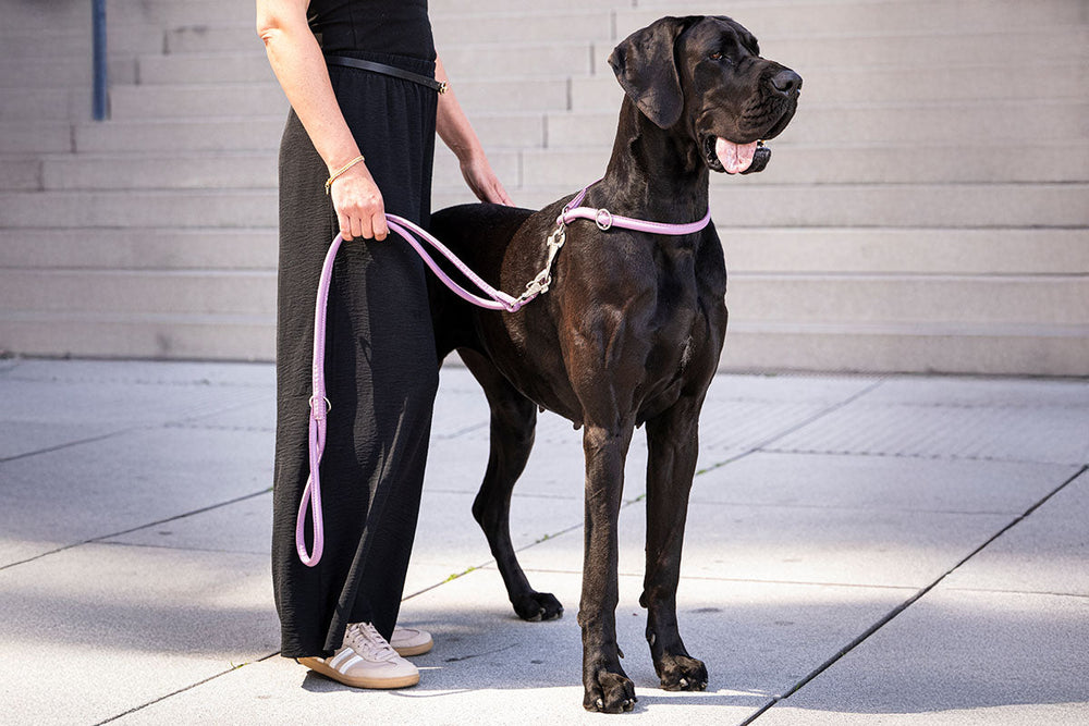 Person mit großer schwarzer Dogge an einer Leine auf Pflastersteinboden, trägt schwarzes Outfit und helle Schuhe.