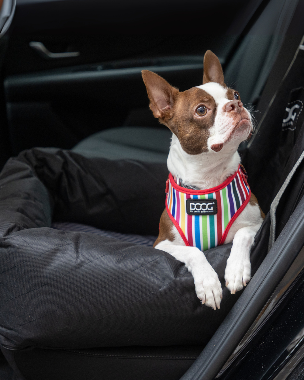 Ein braun-weißer Hund sitzt sicher in einem gepolsterten Autositz mit einer schwarzen Decke und gestreiftem Geschirr.
