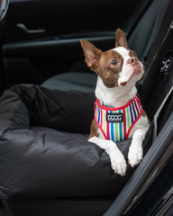 Ein braun-weißer Hund sitzt sicher in einem gepolsterten Autositz mit einer schwarzen Decke und gestreiftem Geschirr.