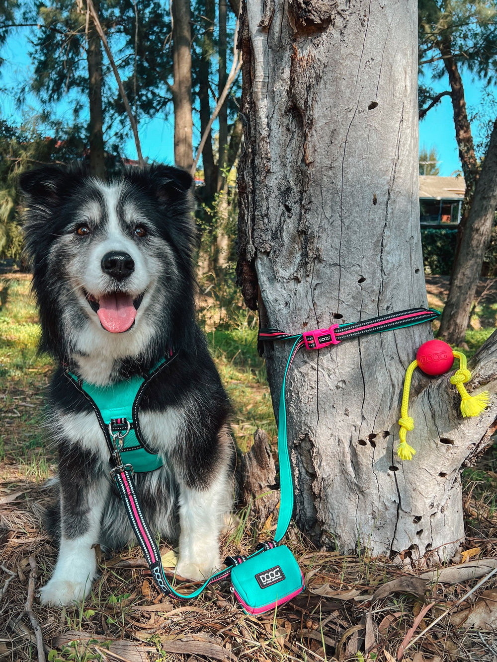 Hund mit fröhlichem Gesicht im türkisfarbenen Geschirr neben pink-blauem Spielzeug an einem Baum.