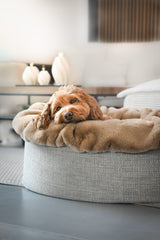 Hund liegt entspannt in runden Buddelnest® Hundebett mit grauem Rand und beiger Liegefläche in moderner Wohnumgebung.