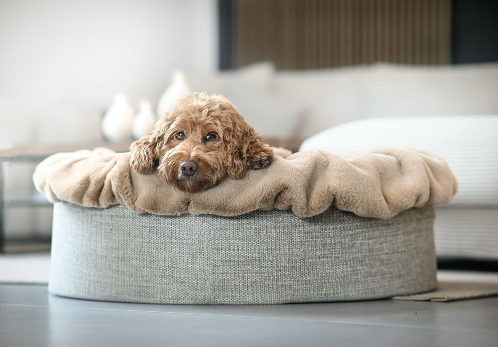 Entspannter Hund auf einem runden, plüschigen Hundebett Buddelnest® in modernem Ambiente.