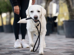 Fröhlicher weißer Labrador mit schwarzer Leine, spaziert mit sportlicher Person in der Natur.