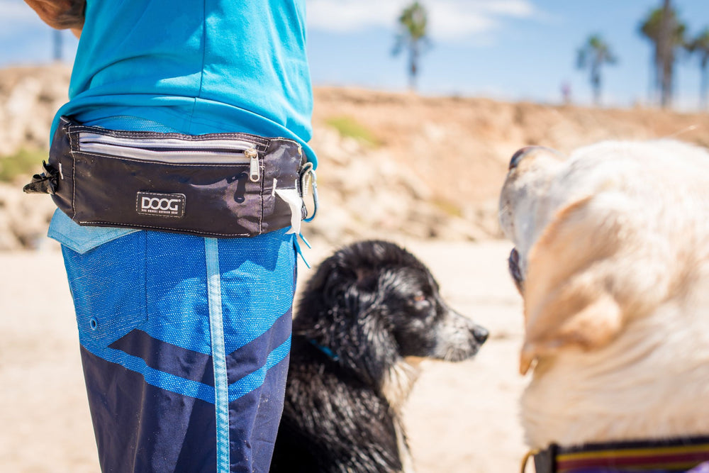 Person in blauer Sportkleidung mit schwarzem Bauchgurt, zwei Hunde und Küstenlandschaft im Hintergrund.