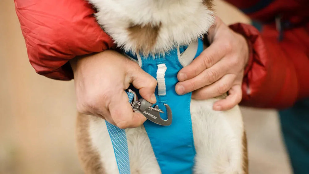 Person in roter Jacke legt einem Hund ein Flagline™ Geschirr mit Griff an.