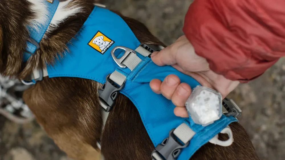 Blaues Flagline™ Hundegeschirr mit Griff, sicher am Hund befestigt, reflektierendes Element sichtbar.