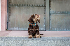 Kleiner brauner Hund mit auffälligem Halsband sitzt auf Treppenstufe, neugierig nach oben blickend, Metalltür im Hintergrund.