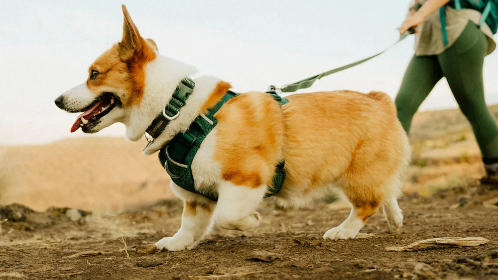 Corgi mit grünem Geschirr auf erdigem Boden, umgeben von Hügeln und einer Person im Hintergrund.
