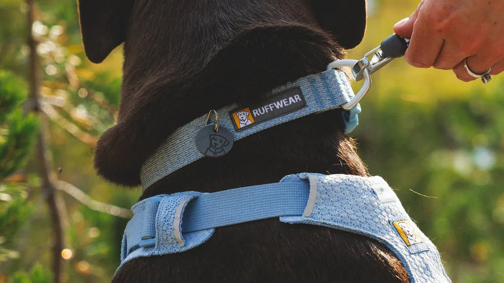 Hund mit blauem Ruffwear Front Range™ Flex Halsband, gehalten an einer Leine, vor grünen Bäumen.