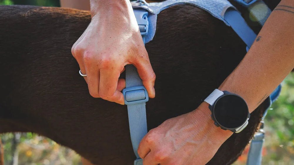 Person legt Front Range® Flex Hundegeschirr an und befestigt den Verschluss, während sie eine Uhr trägt.