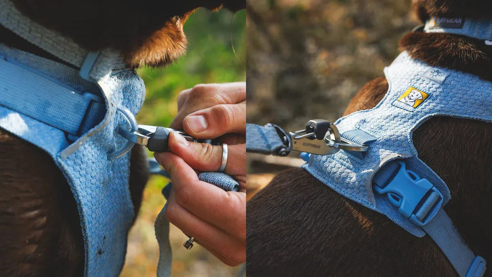 Hundegeschirr Front Range® Flex in Blau, mit Hand, die den Karabiner schließt, ideal für aktive Hunde.