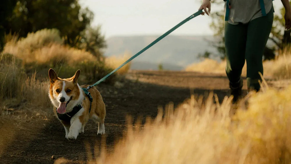 Corgi an der Front Range™ Flex Leine, während er auf einem schmalen Weg in der Natur läuft. Ideal für entspannte Spaziergänge.