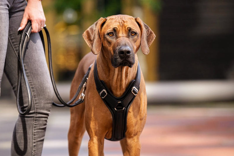Brauner Hund mit zweifach verstellbarem Ledergeschirr an der Leine, begleitet von einer Person in Jeans.