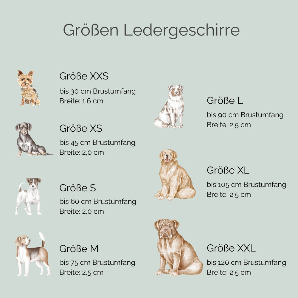 Übersicht der Größen und Maße von Ledergeschirren WALDSTREUNER für Hunde, von XXS bis XXL.