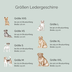 Übersicht der Größen und Maße von Ledergeschirren WALDSTREUNER für Hunde, von XXS bis XXL.