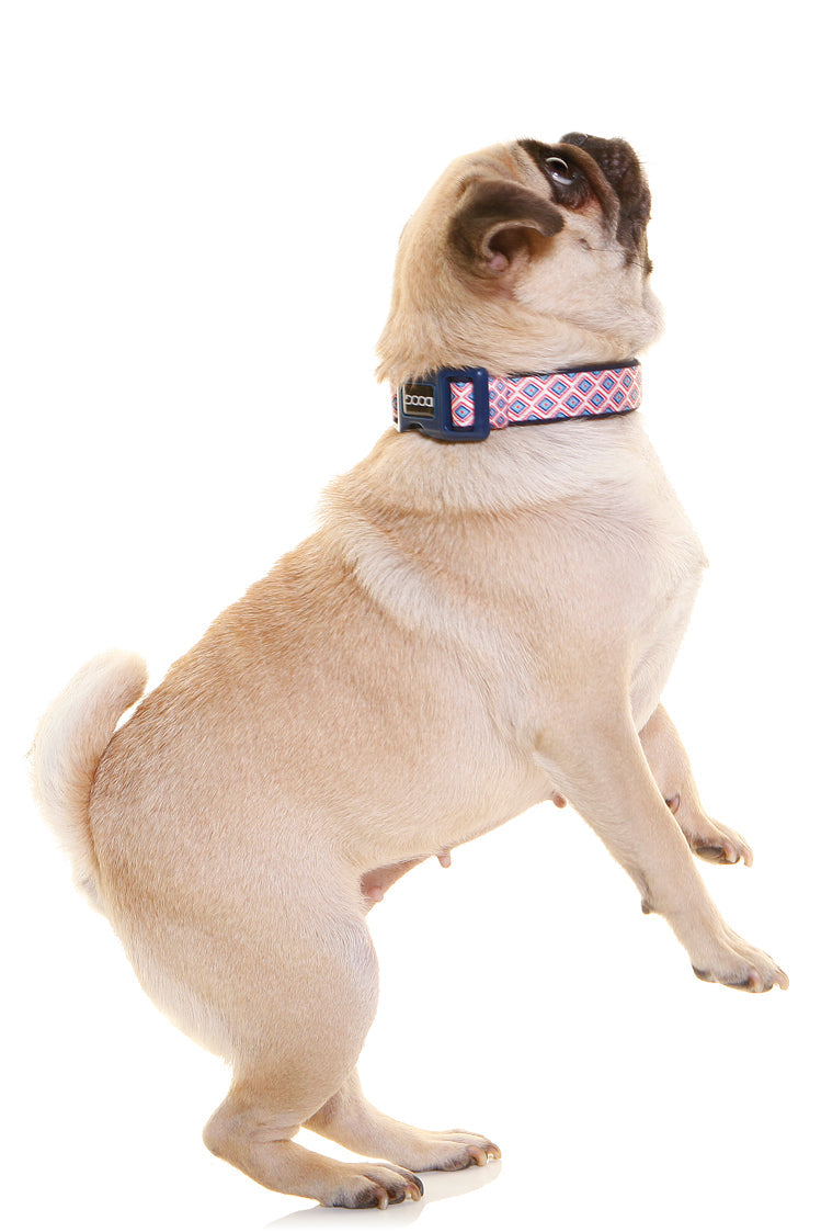 Pug auf Hinterbeinen trägt ein buntes Neoprene Halsband vor weißem Hintergrund.