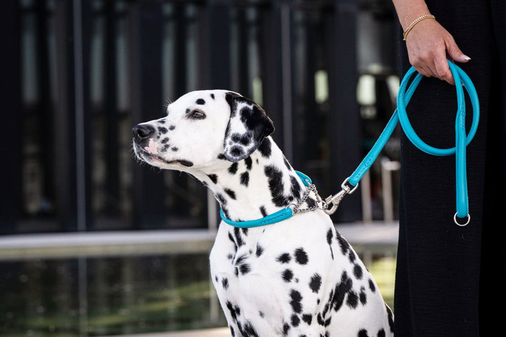 Dalmatiner mit blauer Leine, Halterin hält die Leine, Hund blickt neugierig zur Kamera. Cityleine 1,20m Silber.