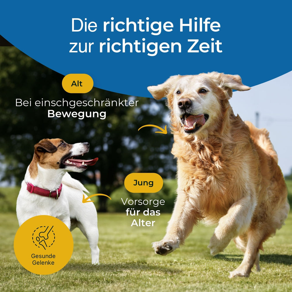 Gelenke mit Grünlippmuschel