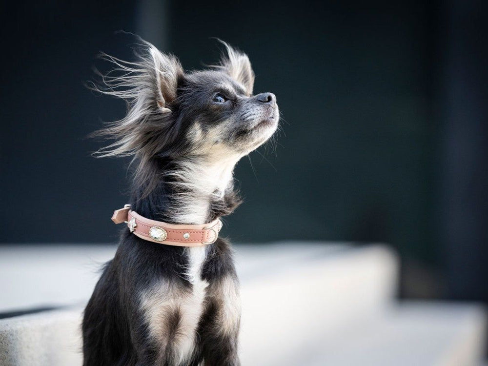Kleiner Hund mit eleganten Ohren trägt ein braunes Halsband, sitzt auf einer Treppe und schaut nach oben.