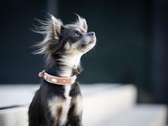 Kleiner Hund mit eleganten Ohren trägt ein braunes Halsband, sitzt auf einer Treppe und schaut nach oben.