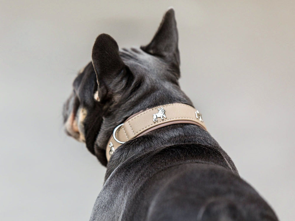 Französische Bulldogge mit schwarzem Fell trägt ein breites, dekoratives Halsband in hellem Farbton von hinten.