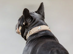Französische Bulldogge mit schwarzem Fell trägt ein breites, dekoratives Halsband in hellem Farbton von hinten.
