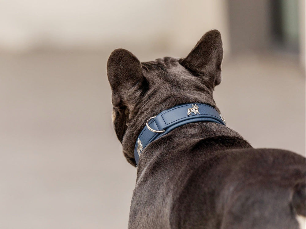 Französische Bulldogge mit blauem, gemustertem Halsband auf dem Rücken, fokussiert auf das stilvolle Accessoire.