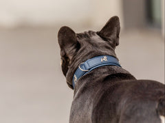 Französische Bulldogge mit blauem, gemustertem Halsband auf dem Rücken, fokussiert auf das stilvolle Accessoire.