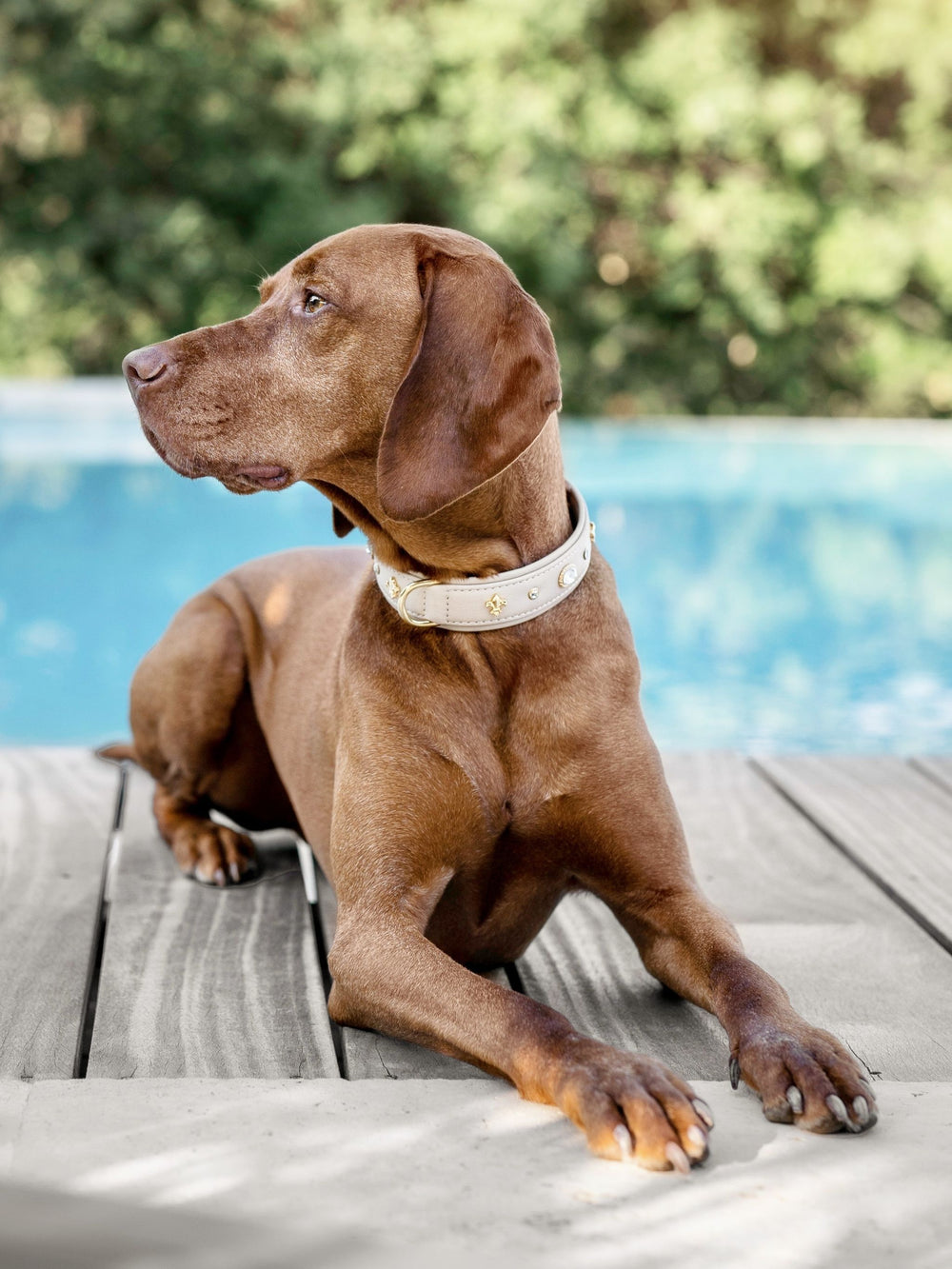 Brauner Hund mit auffälligem Halsband liegt entspannt auf Holzfußboden, im Hintergrund blauer Pool und grüne Pflanzen.