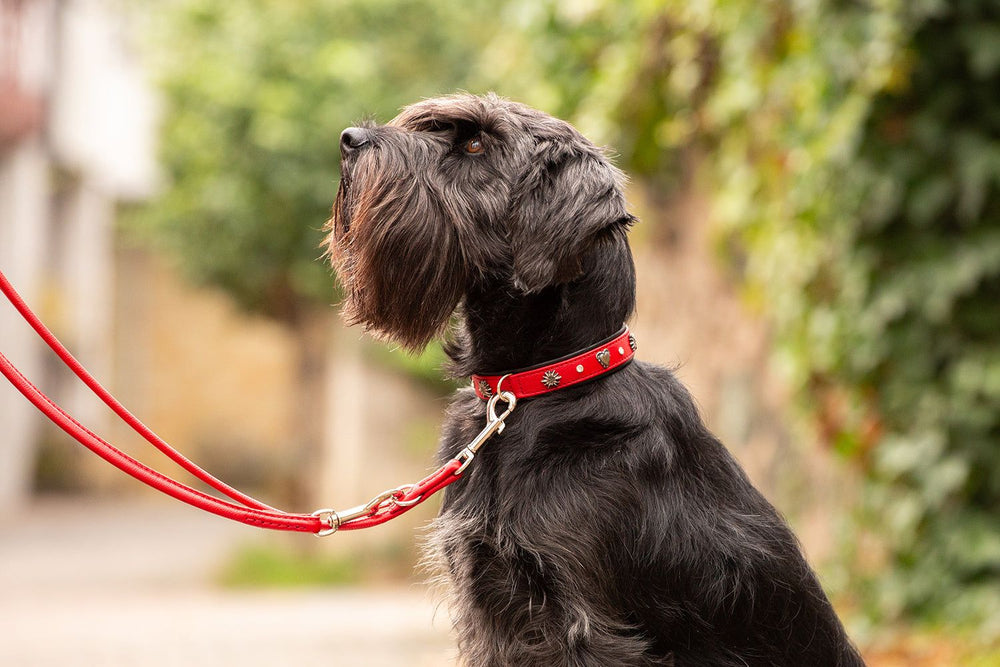 Schwarzer Hund mit rotem Halsband und Leine, sitzt aufrecht vor unscharfem, grünem Pflanzenhintergrund.