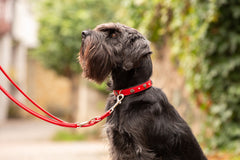 Schwarzer Hund mit rotem Halsband und Leine, sitzt aufrecht vor unscharfem, grünem Pflanzenhintergrund.