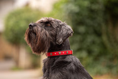 Schwarzer Hund mit rotem Halsband in unscharfem, grünem Hintergrund von Büsche.