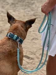 Hunde mit braunem Fell tragen blaues Halsband, begleitet von einer Person in weißer Kleidung im Freien.