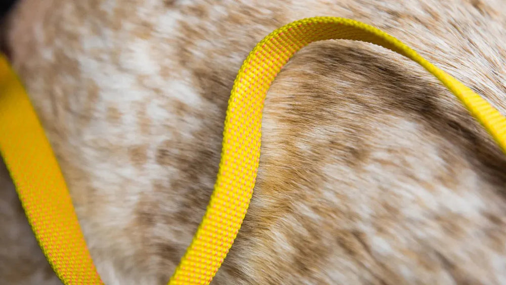 Brauner und beiger Hund mit gelber Leine auf dem Halsband, ideal für komfortable Spaziergänge.