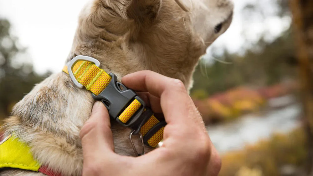 Leichtes gelbes Hundehalsband Hi Light™ wird an einem Hund in einer natürlichen Umgebung befestigt.