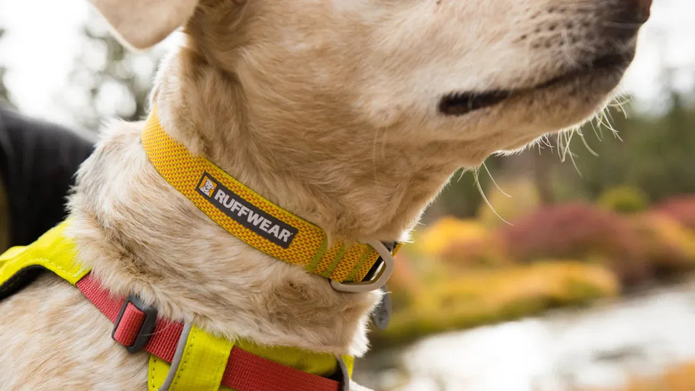 Hund mit gelbem Ruffwear Halsband vor bunten Herbstbäumen und Gewässer im Hintergrund. Perfekt für Abenteuer!