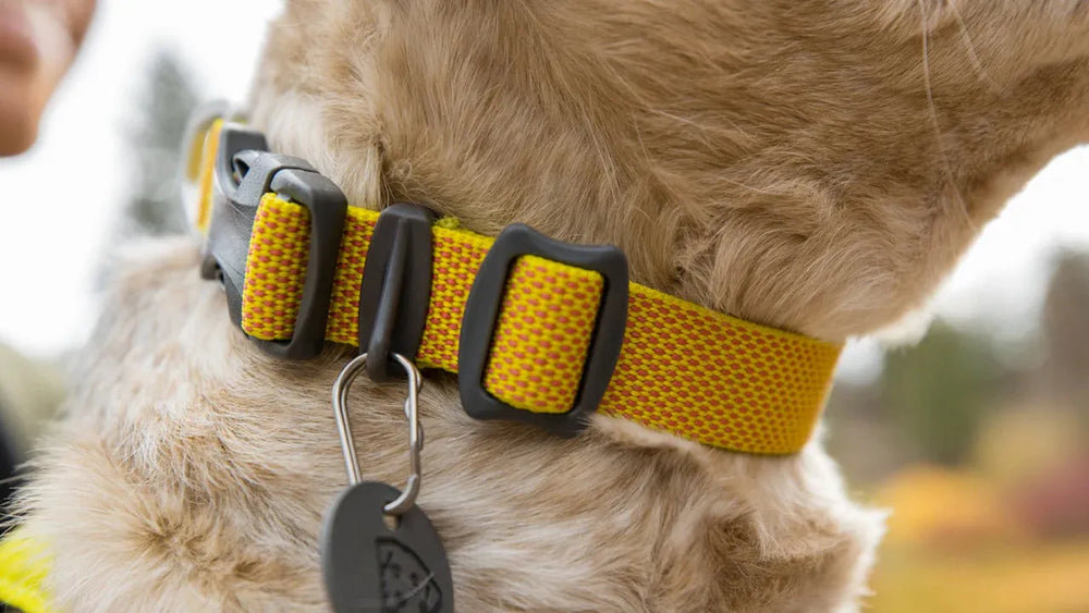 Hi Light™ leichtes Hundehalsband in leuchtendem Gelb mit strukturiertem Muster und mehreren Schnallen für optimale Sicherheit.
