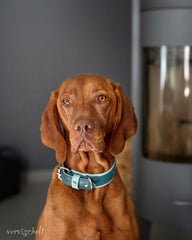 Brauner Hund mit blauem Halsband blickt aufmerksam in die Kamera vor einem Kamin. Gemütliche Atmosphäre im Hintergrund.