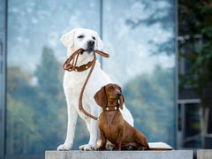 Weißer Labrador mit Halsband im Maul und brauner Dackel sitzen zusammen, beide tragen Halsbänder aus Nubukleder.