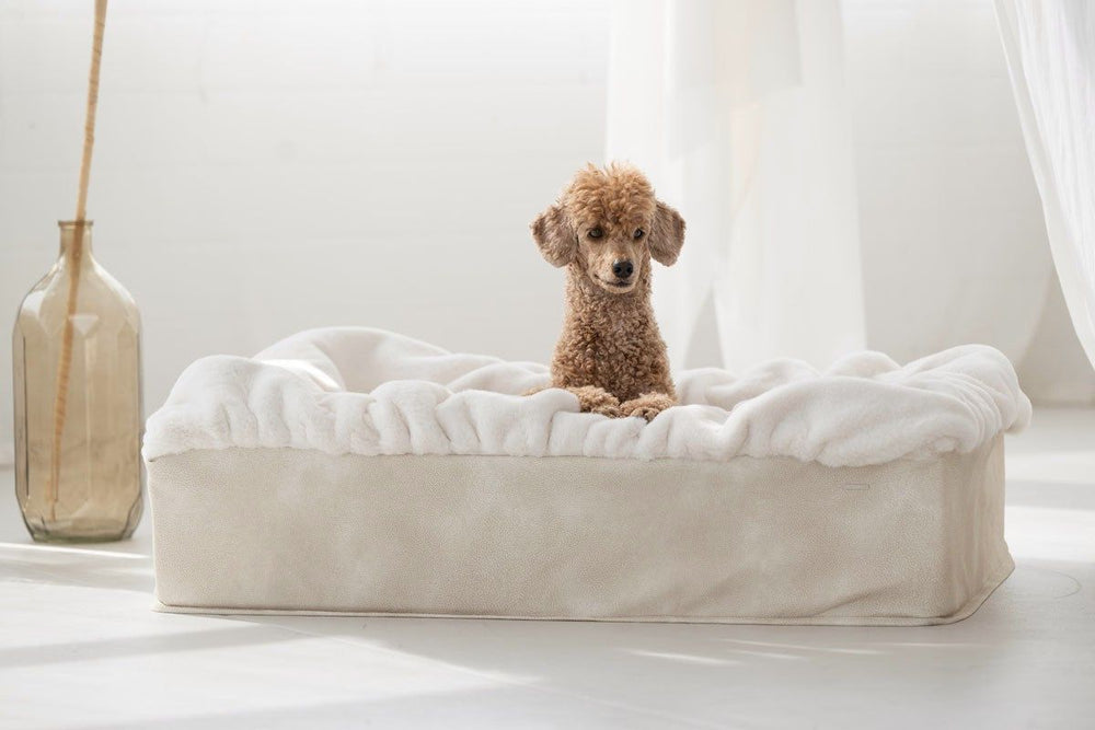 Kleiner Hund auf dem weichen Hundebett Buddelbox® mit flauschiger Oberfläche und erhöhter Kante in heller Umgebung.